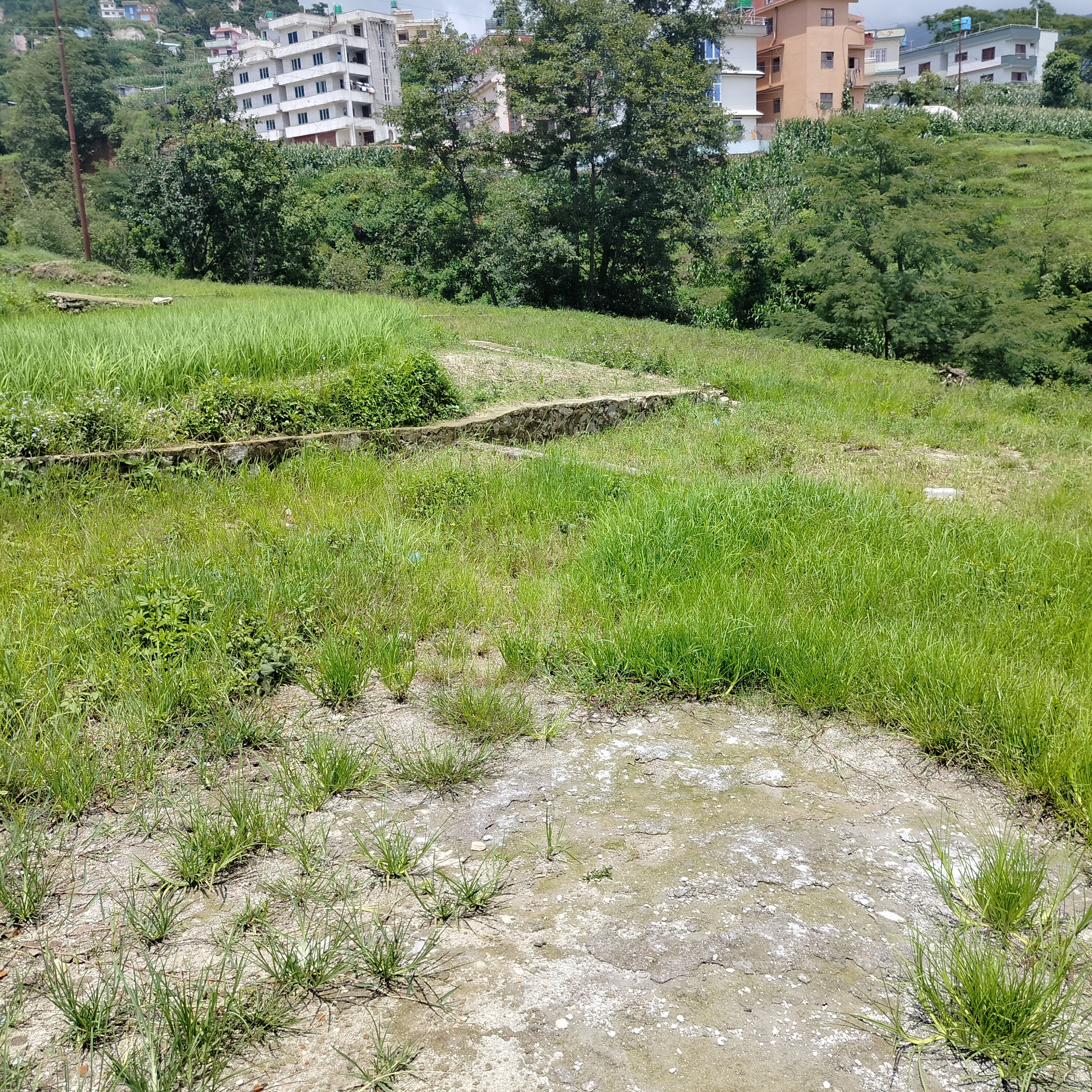 Picture of Tarkeshwor Municipality, Bagmati